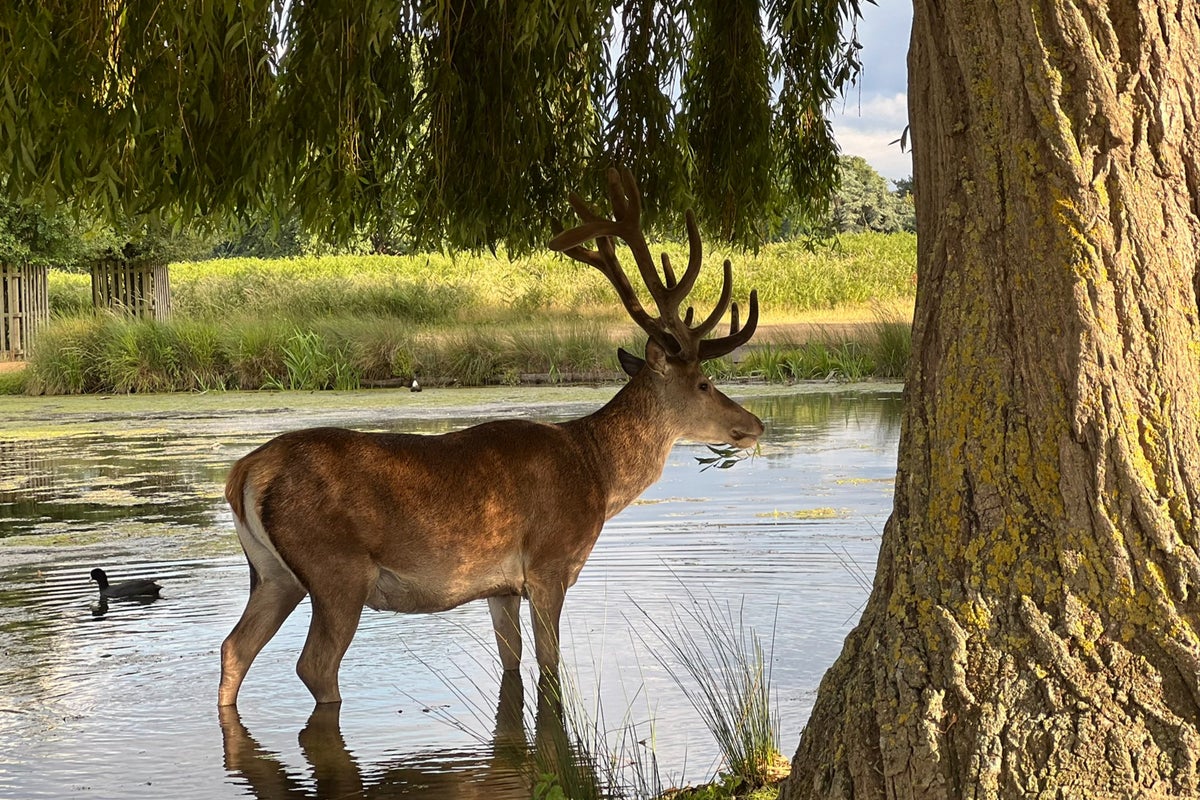 Richmond Park visitors caught ‘trying to force antlers off’ deer
