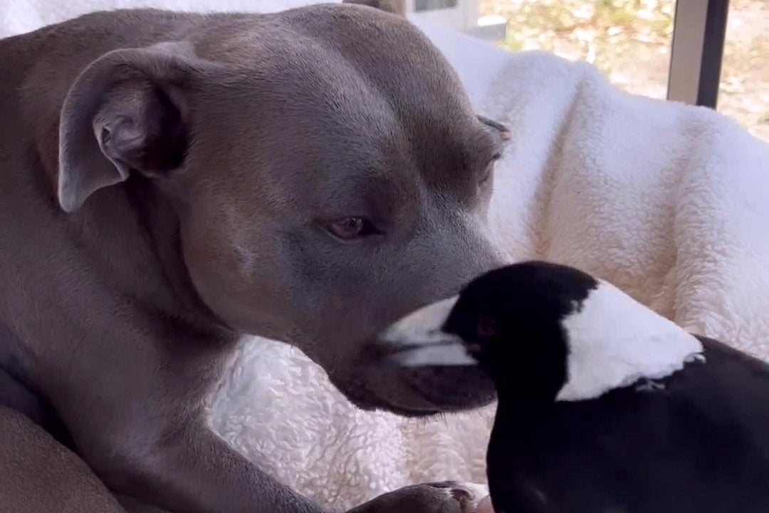 Molly the magpie and Peggy the dog became fast friends