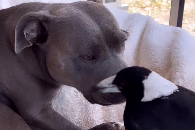 <p>Molly the magpie and Peggy the dog became fast friends </p>
