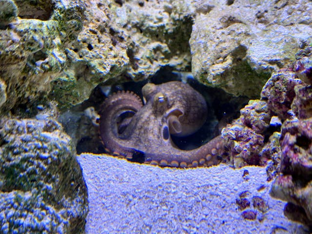 Octopus Pet