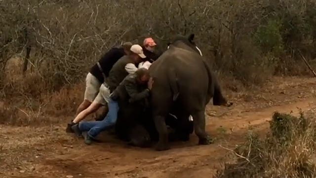 <p>Conservationists save two-tonne rhino mother from falling on baby.</p>