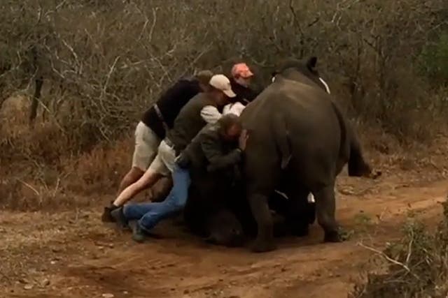 <p>Conservationists save two-tonne rhino mother from falling on baby.</p>