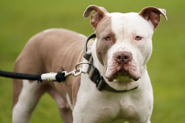 Police said the dog, thought to be an XL bully, was seized (Jacob King/PA)