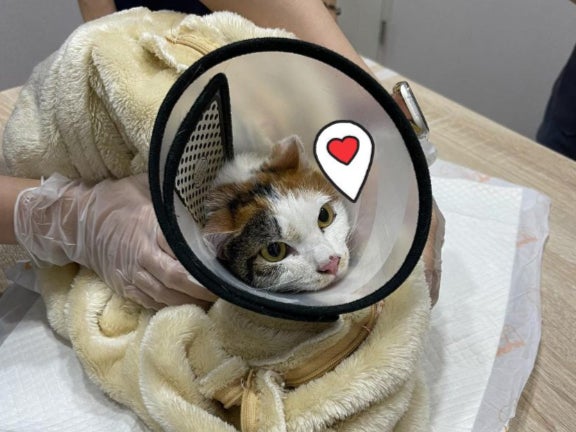 Photo of Hua Hua being treated by a veterinarian. The cat suffered minor scratches and is slightly dehydrated