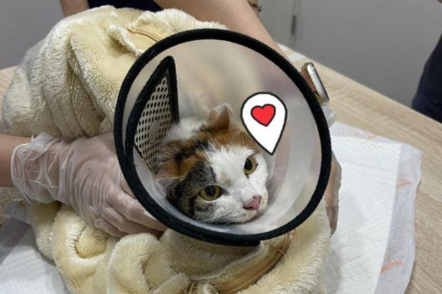 <p>Photo of Hua Hua being treated by veterinarian. The cat suffered minor scratches and is slightly dehydrated </p>