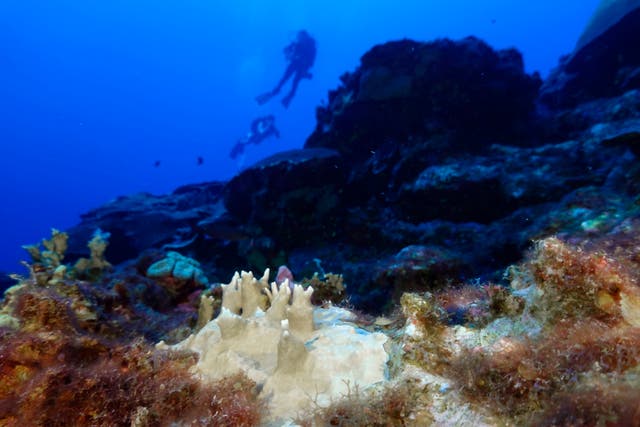 Climate UN Coral Bleaching