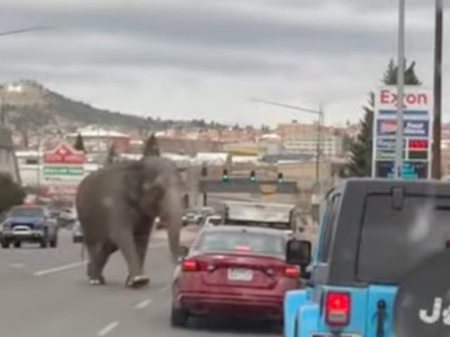 <p>An elephant walks across a busy street in Butte, Montana, on 16 April, 2024 </p>