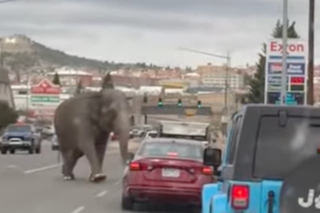 <p>An elephant walks across a busy street in Butte, Montana, on 16 April, 2024 </p>