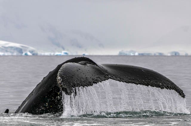 <p>The tail of a Humpback whale is seen at the Gerlache Strait, which separates the Palmer Archipelago from the Antarctic Peninsula, in Antarctica on January 19, 2024</p>