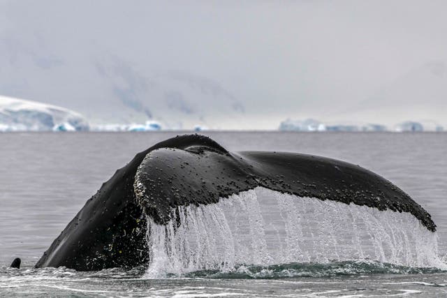 <p>La cola de una ballena jorobada es fotografiada saliendo a la superficie en el estrecho de Gerlache, ubicado entre el archipiélago Palmer y la península antártica, en el Polo Sur. 19 de enero de 2024</p>
