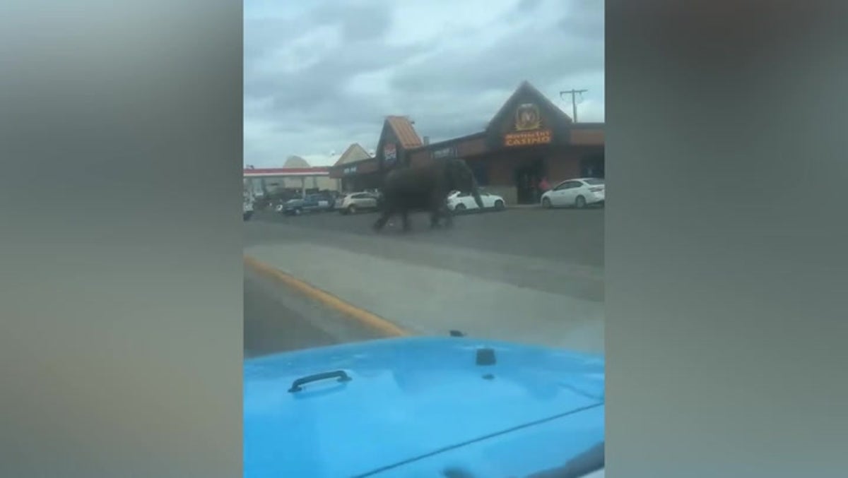 Watch: Elephant runs through traffic in Montana town after circus escape