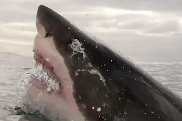 <p>Un gran tiburón blanco hembra apodado como 'Big Girl' muestra sus fauces</p>