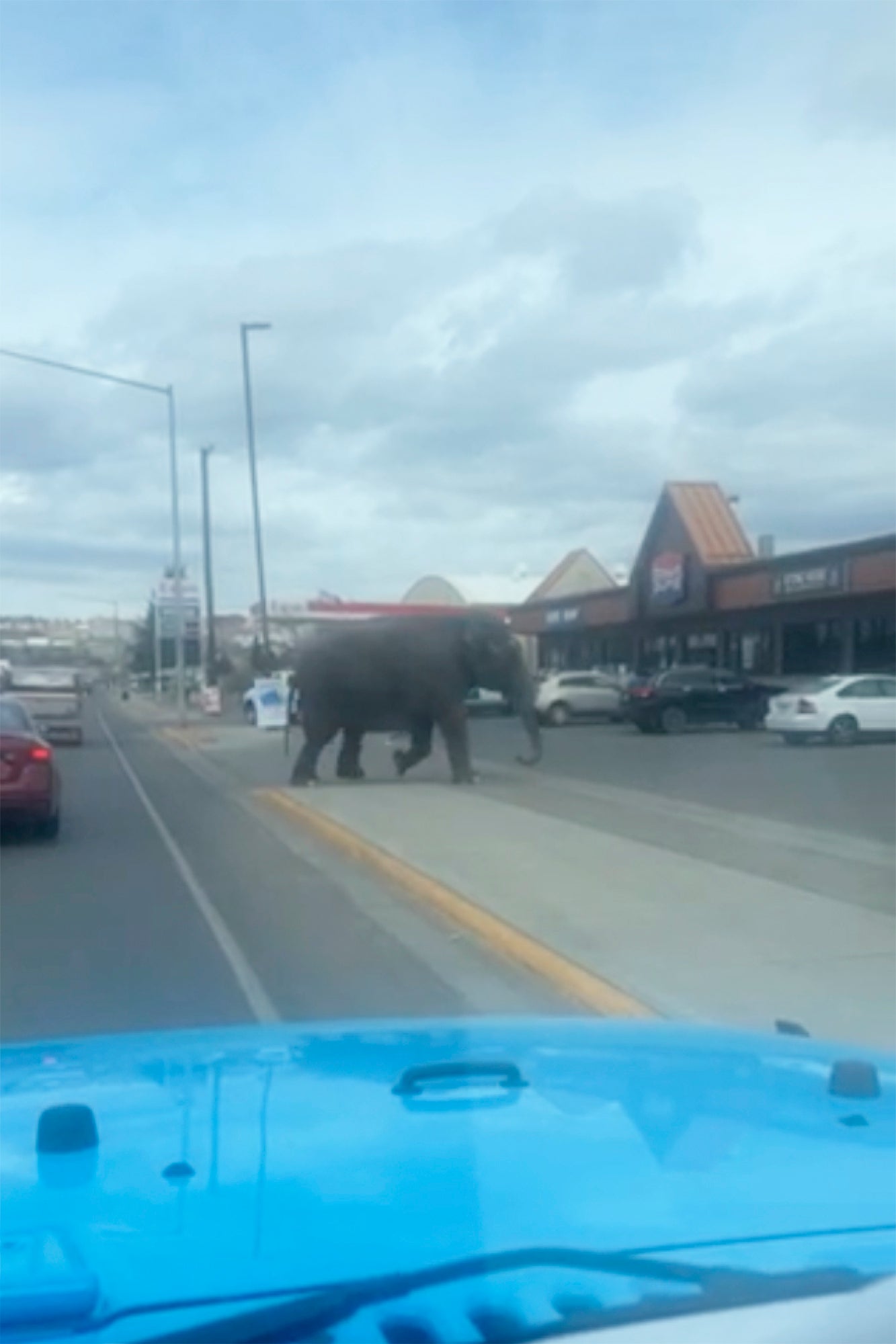 Escaped Circus Elephant