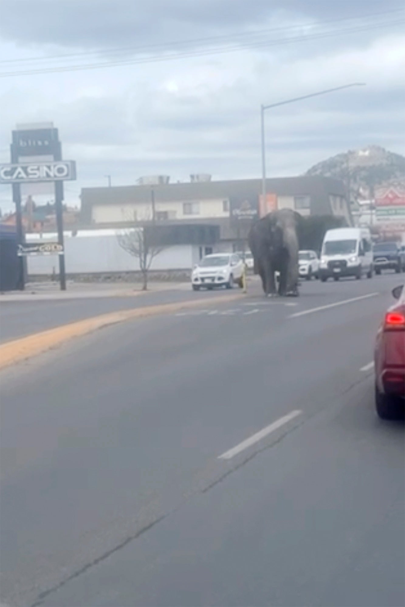 Escaped Circus Elephant