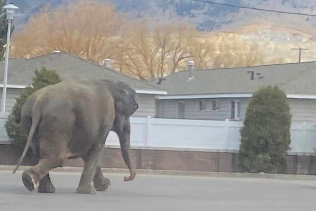 Escaped Circus Elephant