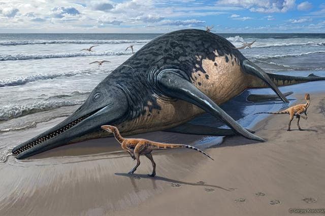 <p>A washed-up Ichthyotitan severnensis carcass on the beach</p>
