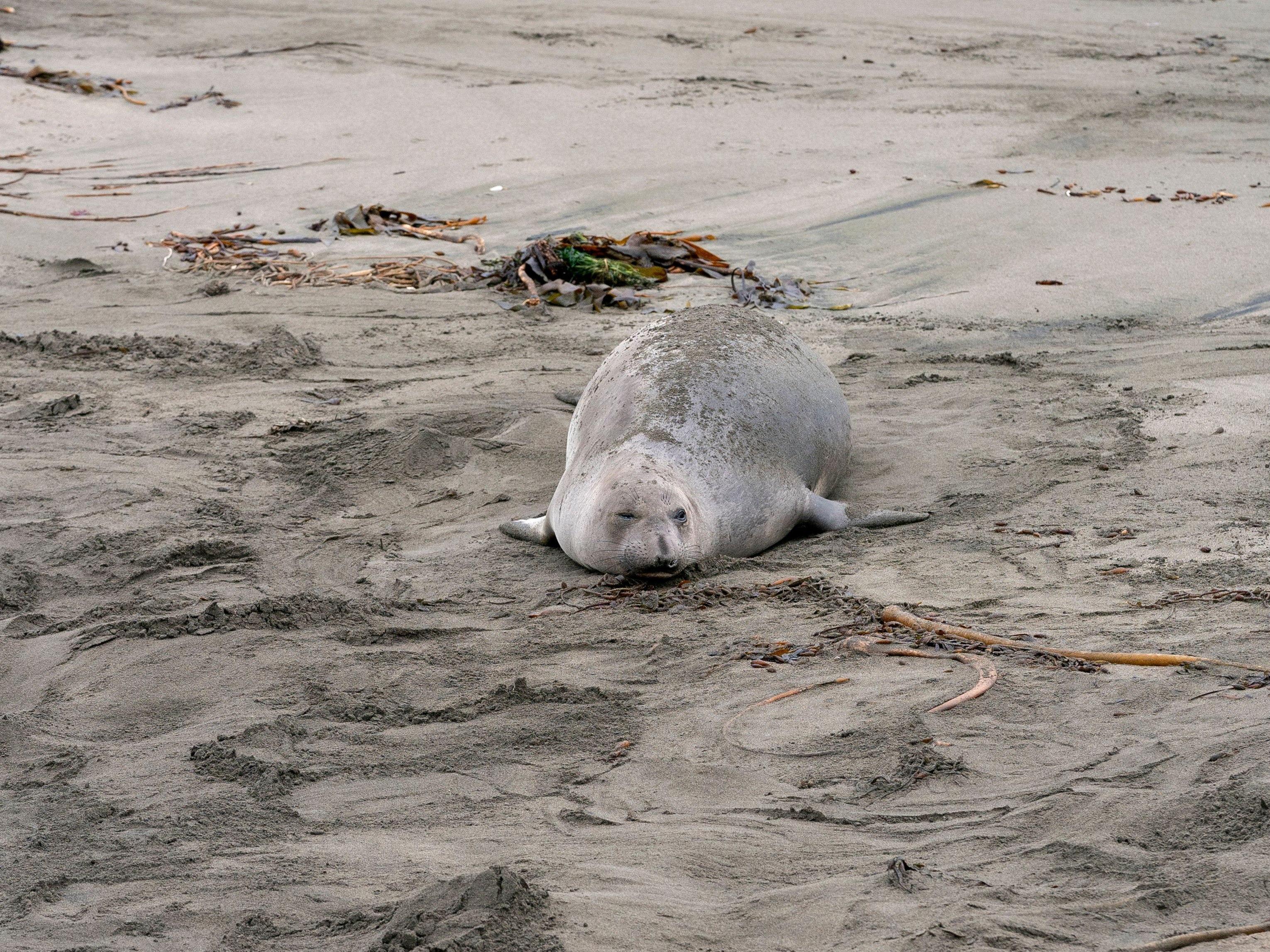 <p>Representative: Elephant seal rests on sand along Piedras Blancas Light Station Elephant Seal Boardwalk in Ragged Point, California, on 2 January 2023</p>