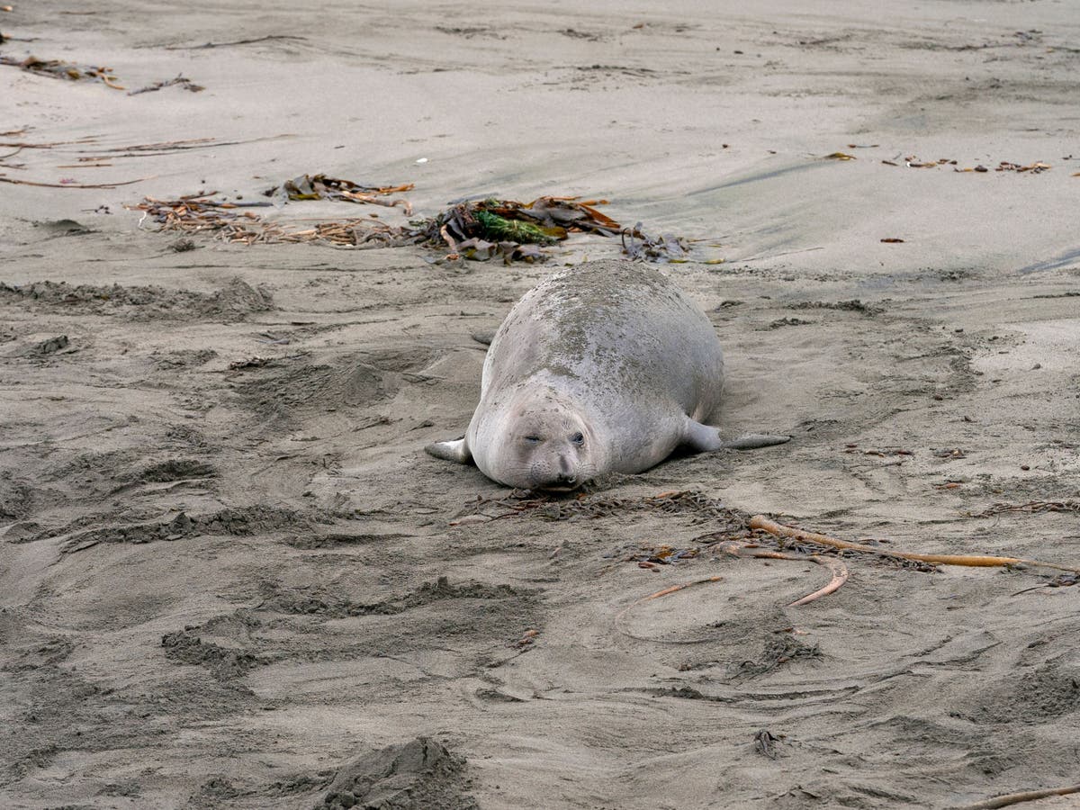 Elephant seal swims 200km to return to Canadian city after officials try to relocate him