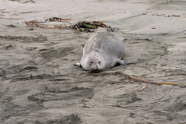 <p>Representative: Elephant seal rests on sand along Piedras Blancas Light Station Elephant Seal Boardwalk in Ragged Point, California, on 2 January 2023</p>