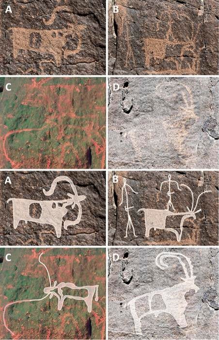 Rock art at Umm Jirsan shows sheep, goat, two stick figures with tools on their belts, horned cattle, and ibex with ribbed horns and coat markings.