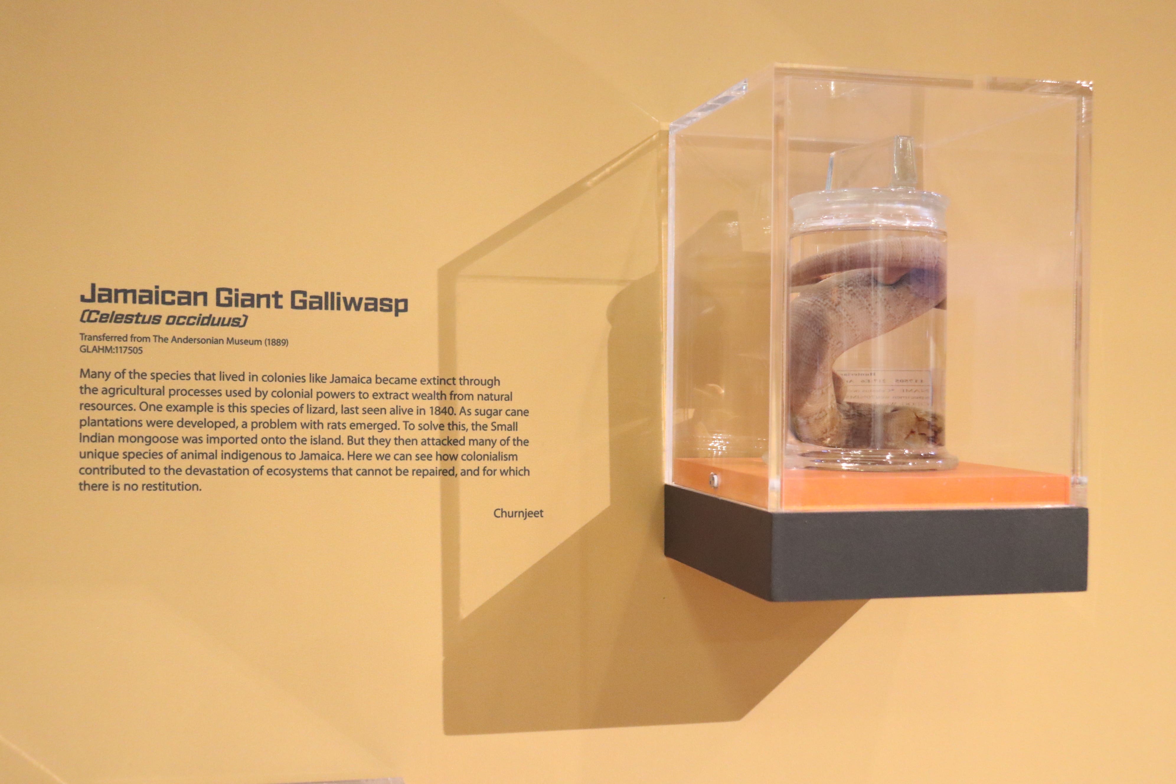 The lizard specimen will be repatriated (The Hunterian/University of Glasgow)