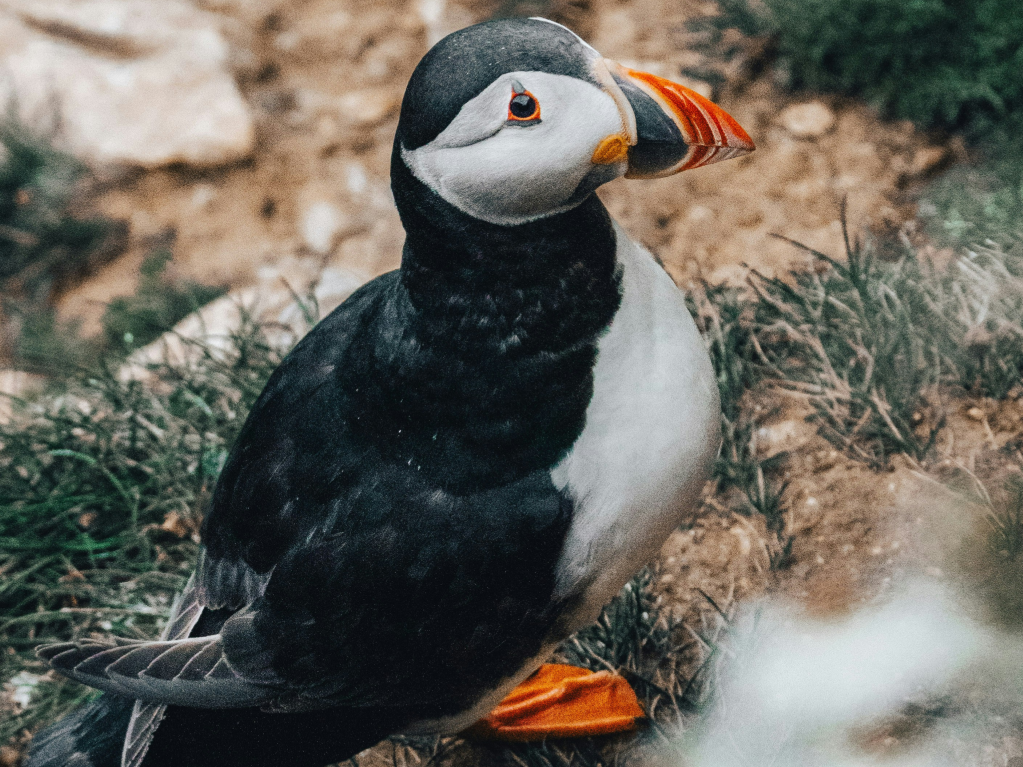 See puffins up close at the Bempton Cliffs nature trail