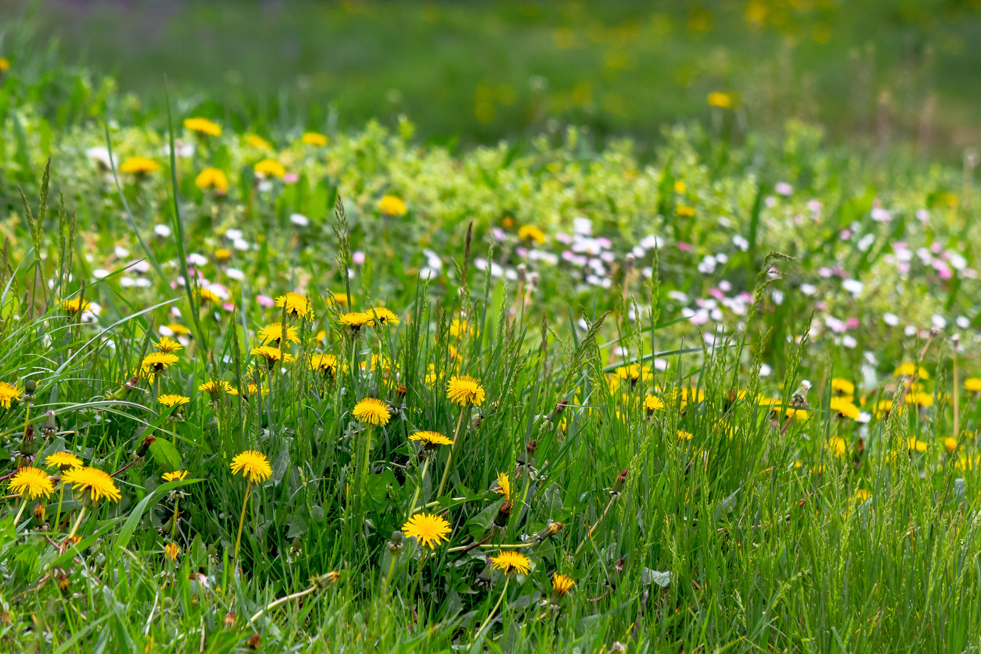 Long grass with dandelions and other flowers in a garden