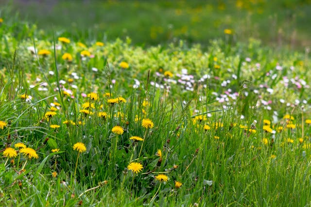 <p>Long grass with dandelions and other flowers in a garden
</p>