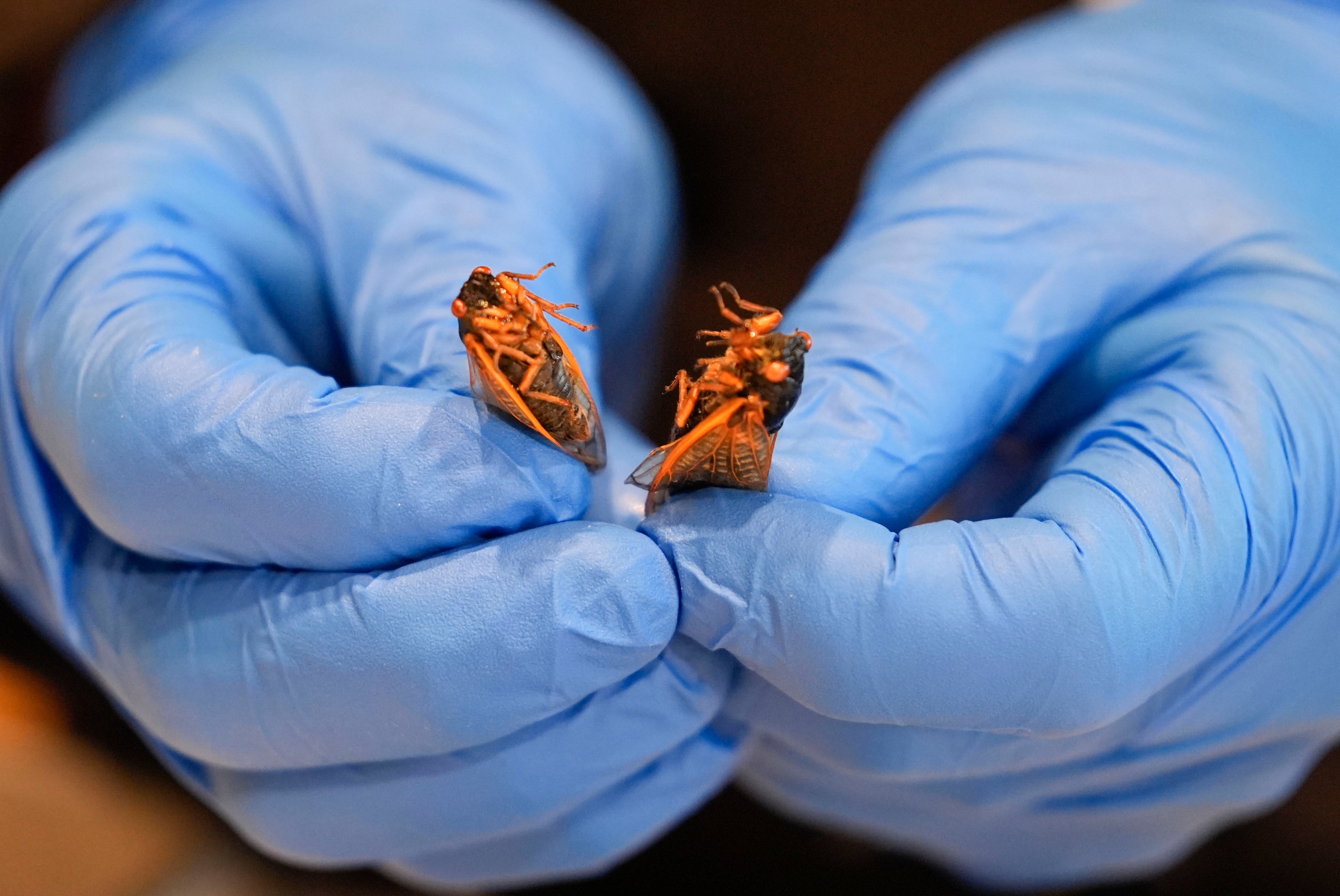 Zach Lemann, curator of animal collections for the Audubon Insectarium, prepares cicadas for eating
