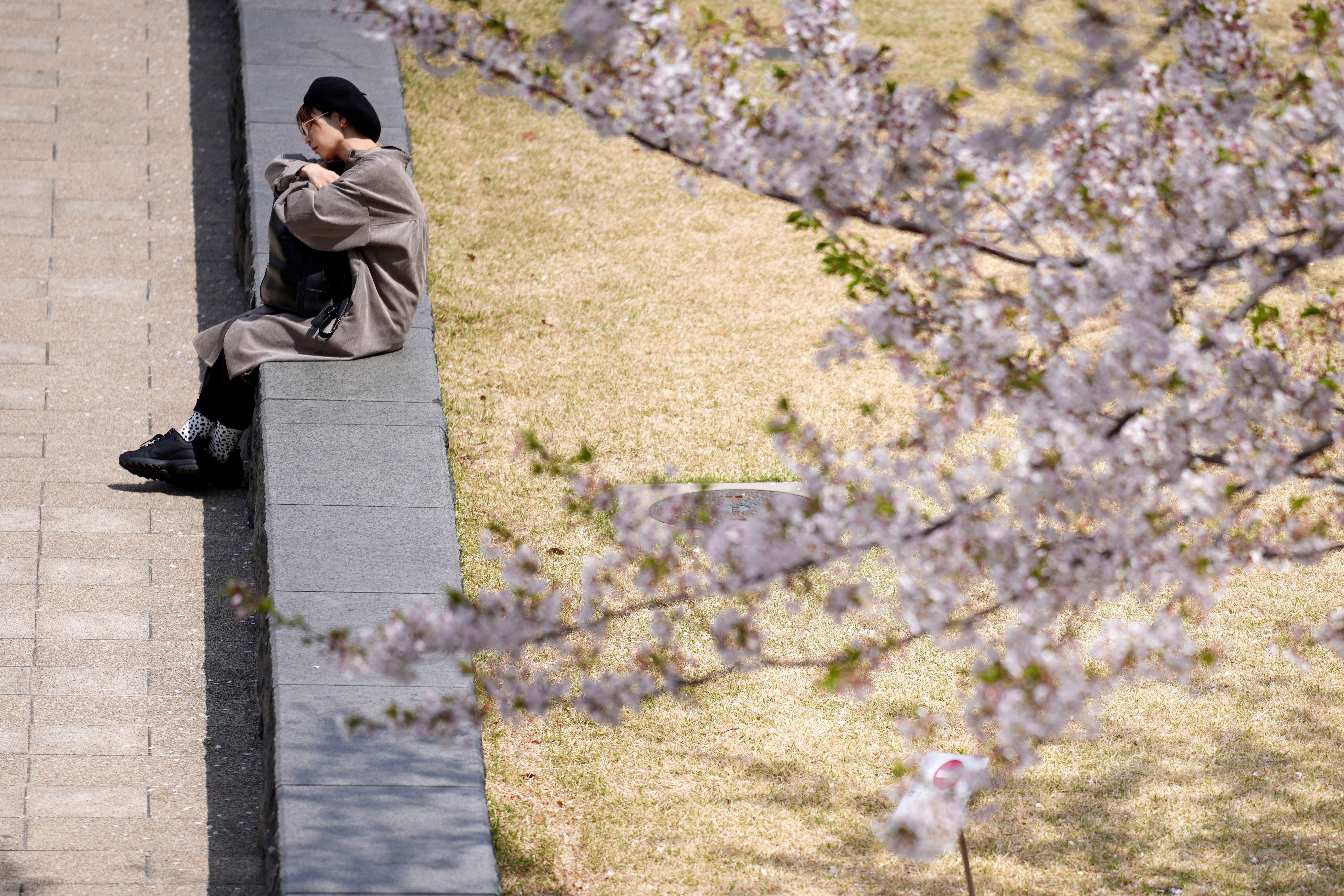 independent.co.uk - Leika Kihara - Japan's iconic cherry blossom picnics feel the pinch as food price rockets