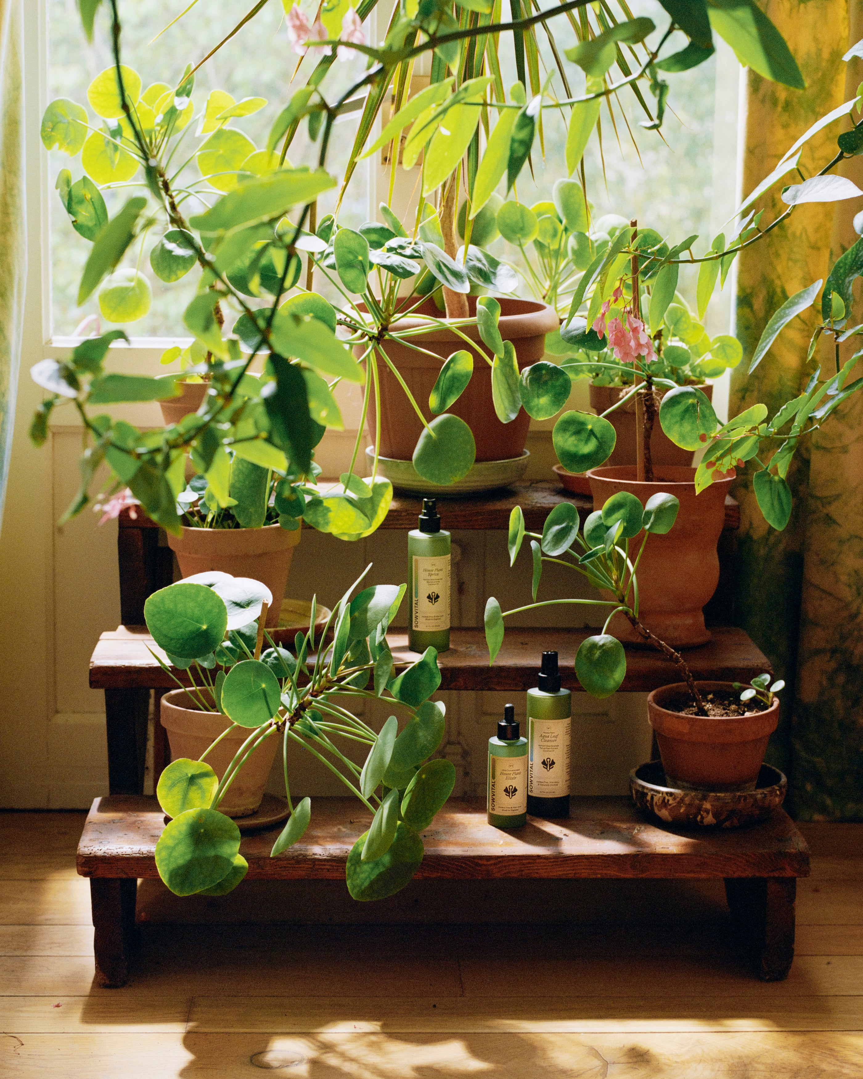 ‘Embracing houseplants is like painting your space with life’