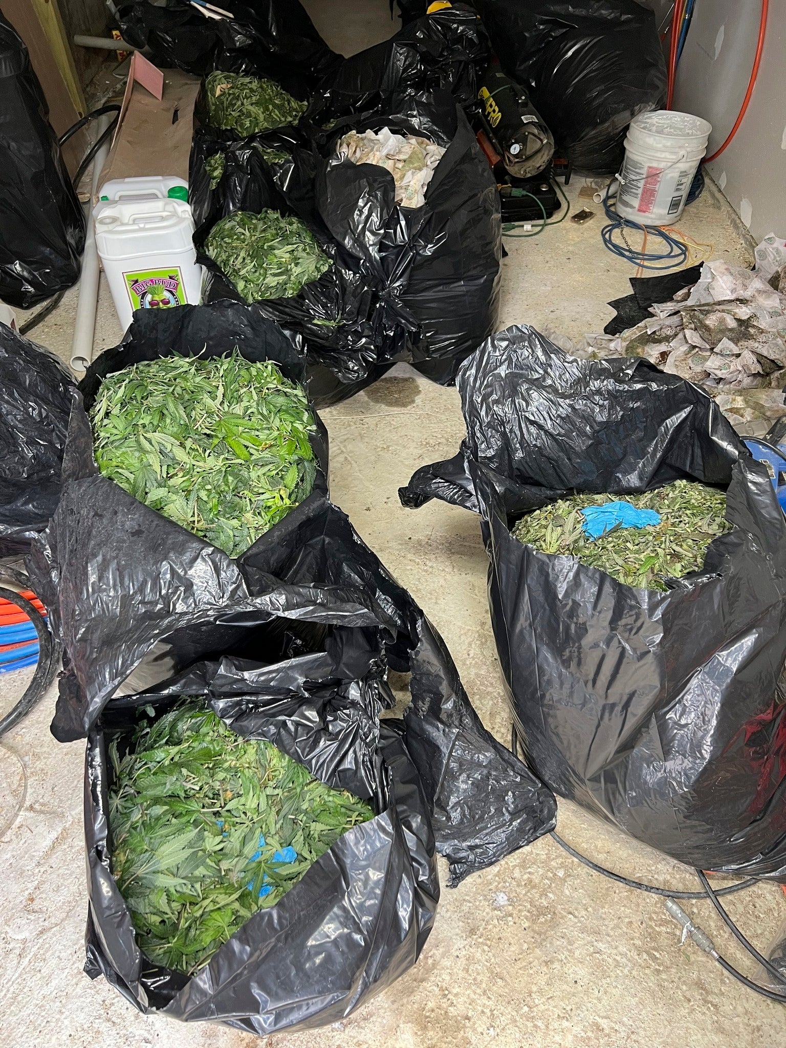 Illicit Marijuana Operations Maine