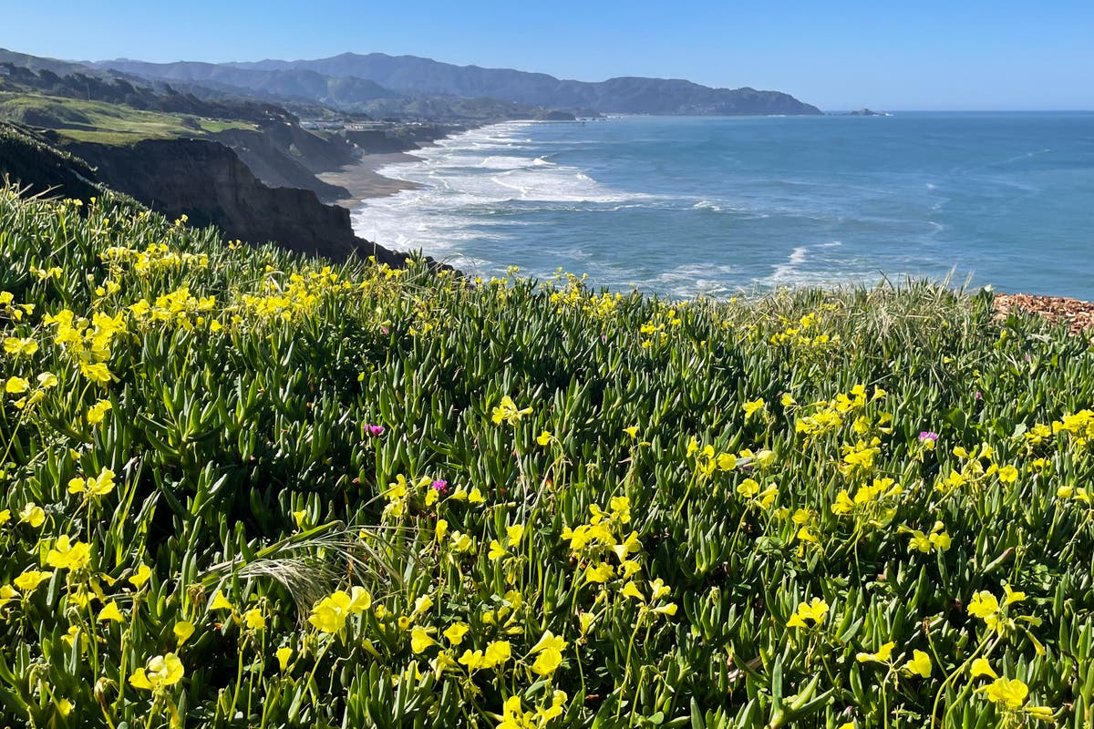 Will there be a ‘superbloom’ this year in California? Here’s what to know