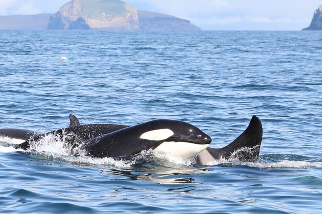 <p>North Atlantic killer whales </p>