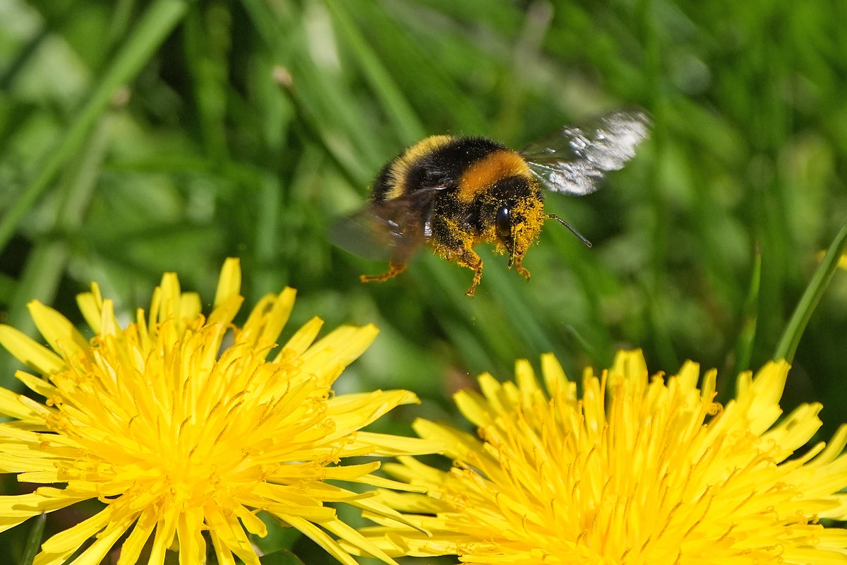 Why you should be eating the dandelions popping up in your garden