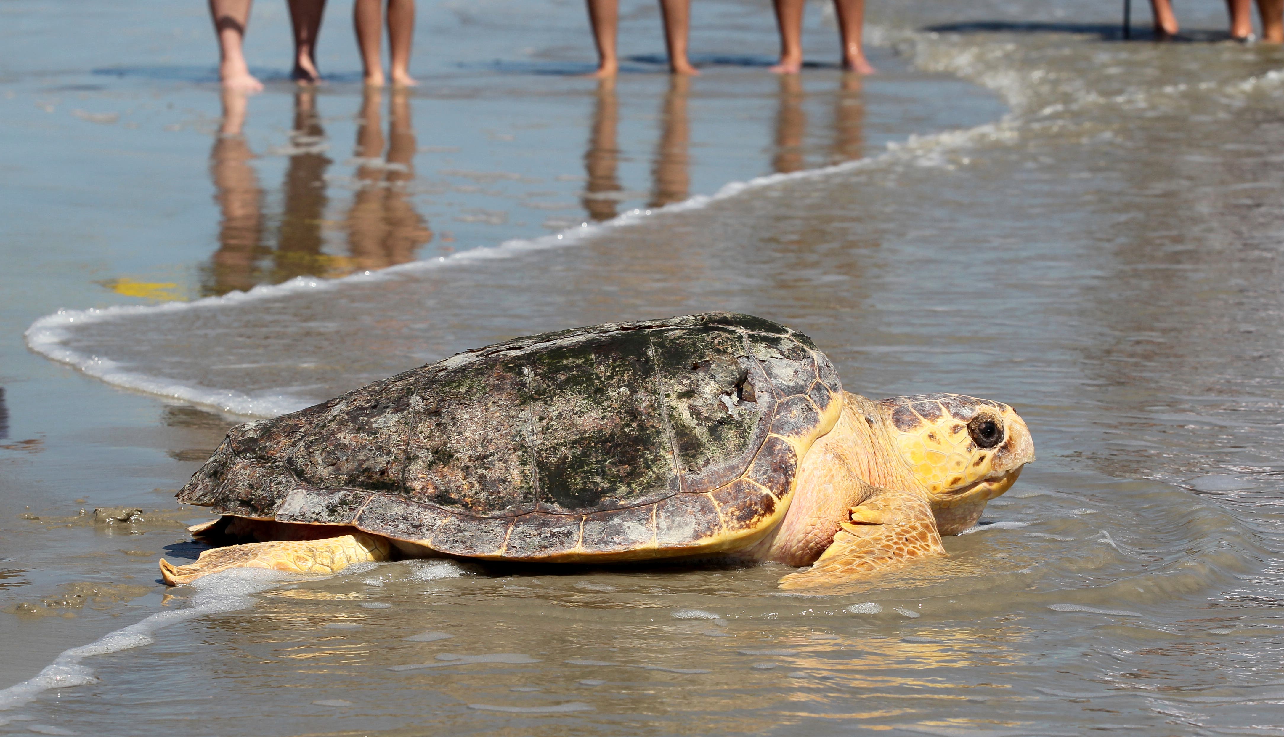 A new report says Mexico has abandoned protection of loggerhead sea turtles - Vimarsana News