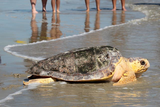 Mexico Sea Turtles