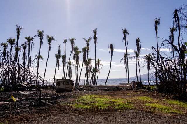 Hawaii Wildfire Report