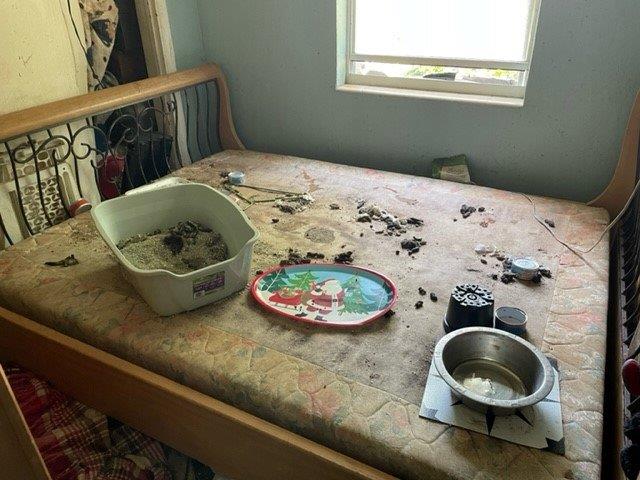 Police say they found overflowing litter boxes, pictured, in Catherine Briley’s home