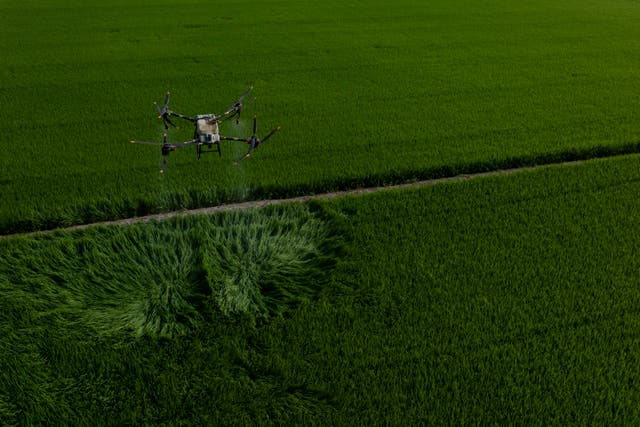 <p>A large drone carrying fertilizer flies over Vo Van Van’s rice fields in Long An province in southern Vietnam</p>