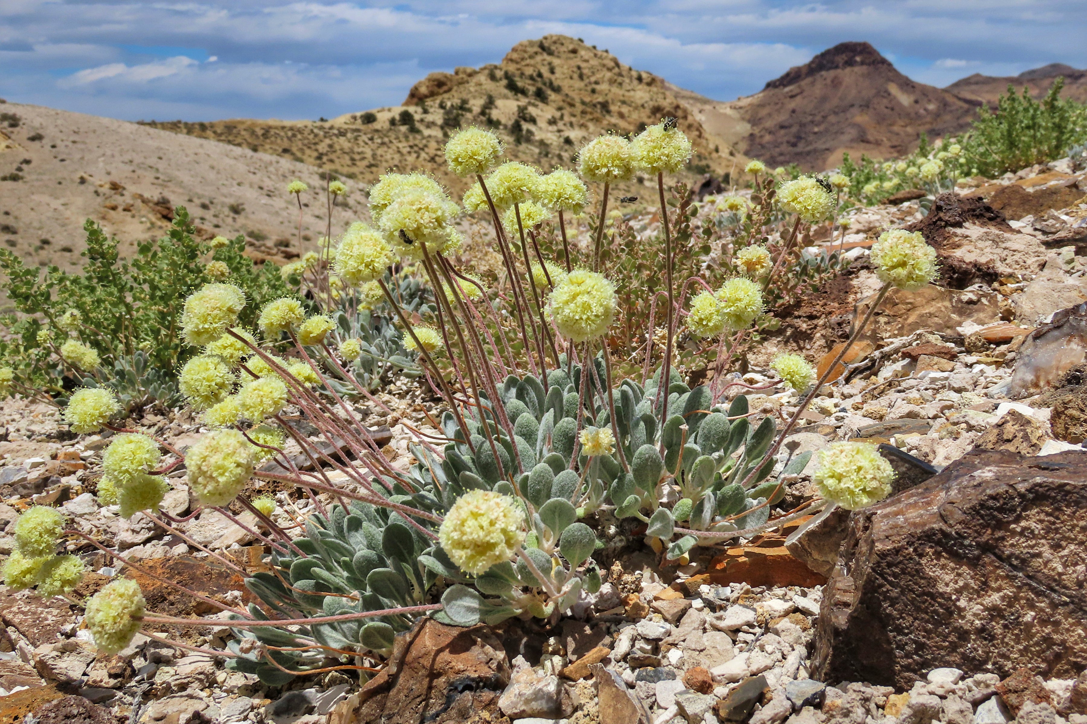 Lithium Mine Endangered Wildflower