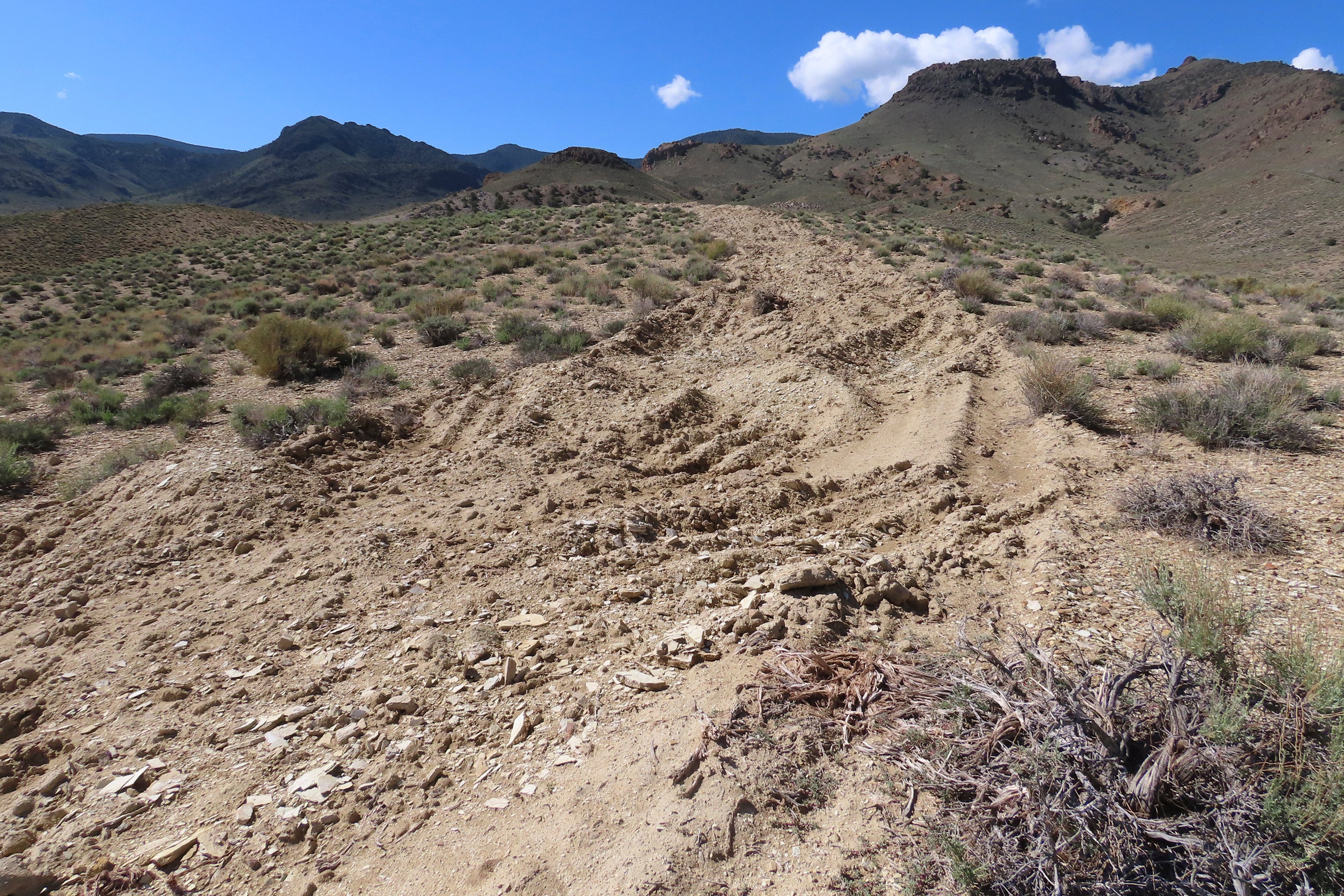 Lithium Mine Endangered Wildflower