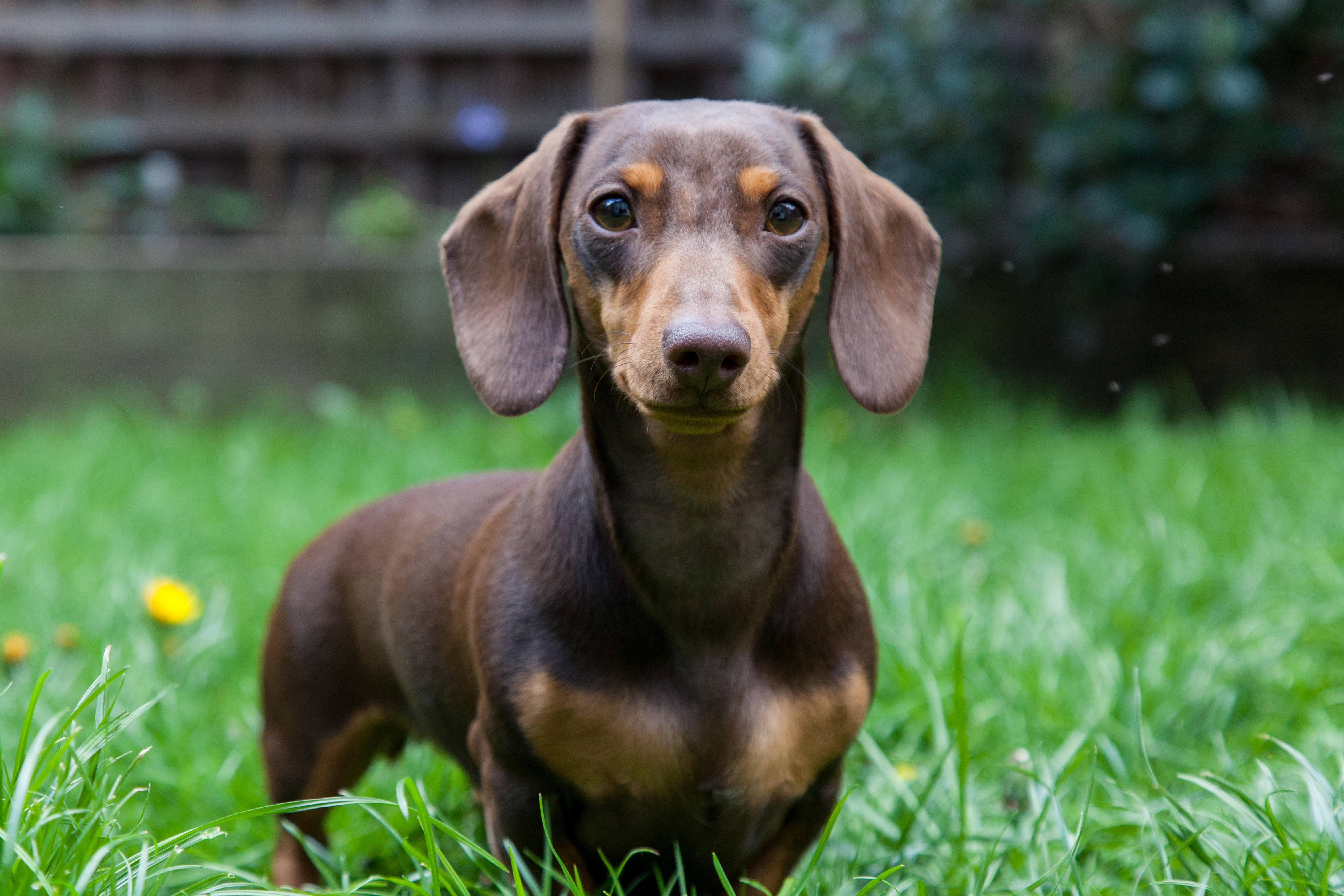 A dachshund sausage dog like the one that attacked Kelly(James Player / Alamy Stock Photo)
