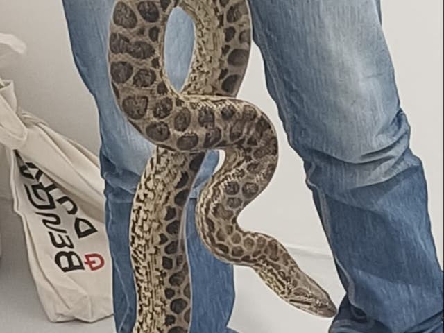 <p>An image of one of the animals recovered by Customs from a passenger trying to smuggle in anacondas from Bangkok to India</p>