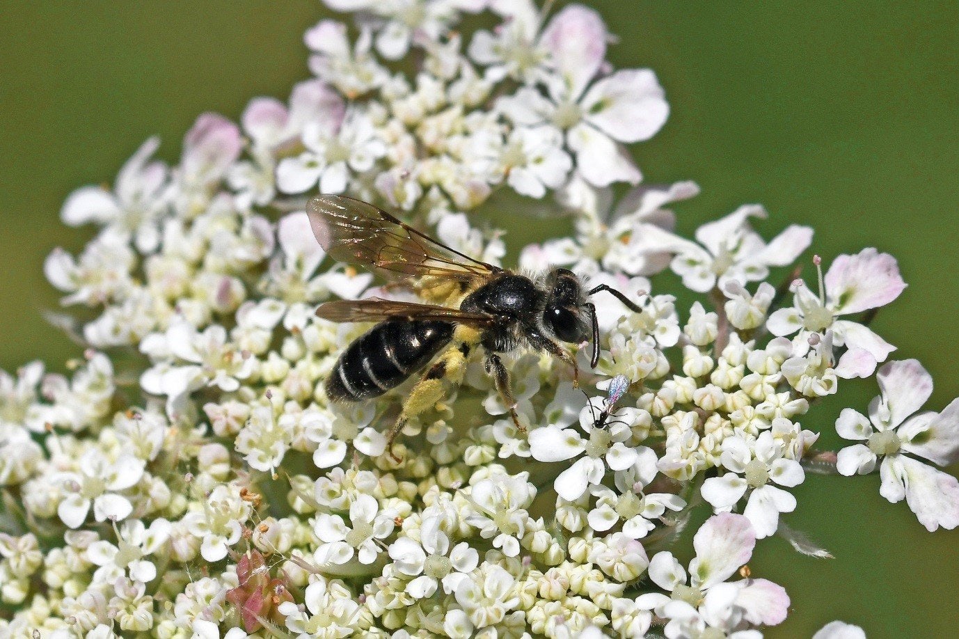 A Carrot Mining Bee