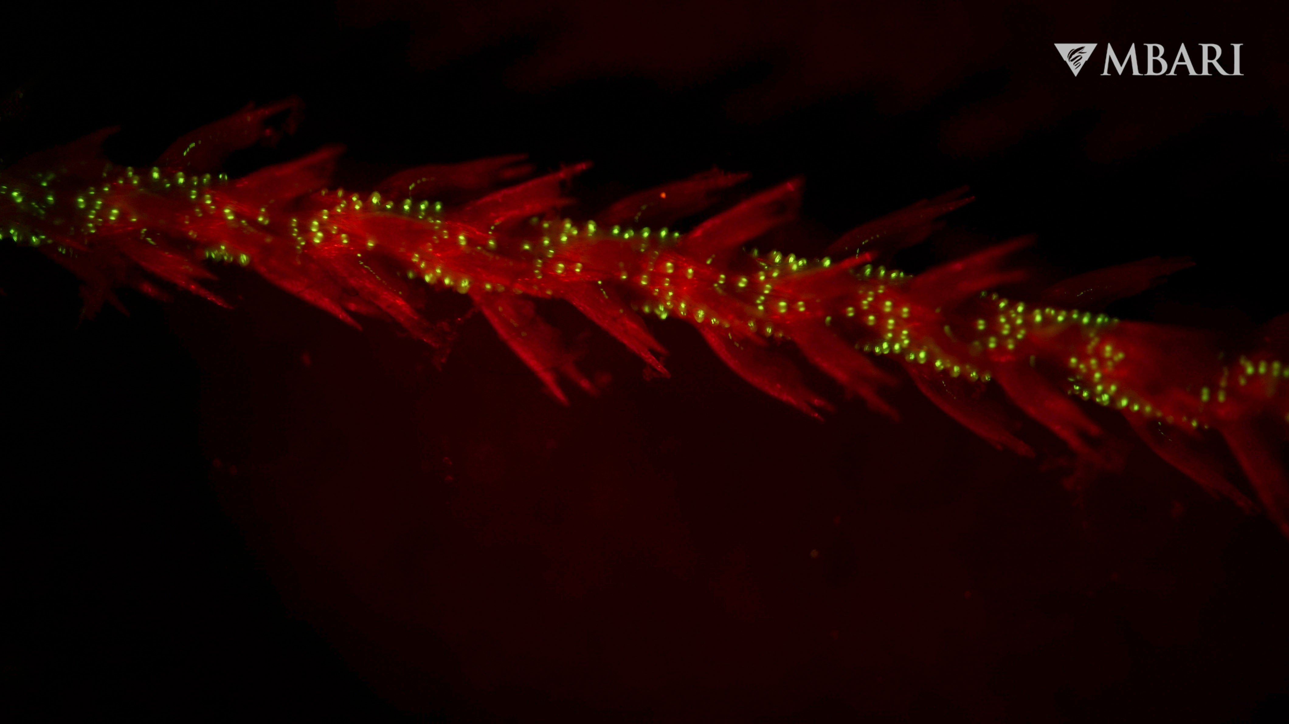 This image provided by the Monterey Bay Aquarium Research Institute in April 2024 shows bioluminescence in the sea whip coral Funiculina sp. observed under red light in a laboratory.