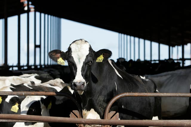 <p>Cows are seen at a dairy in California</p>