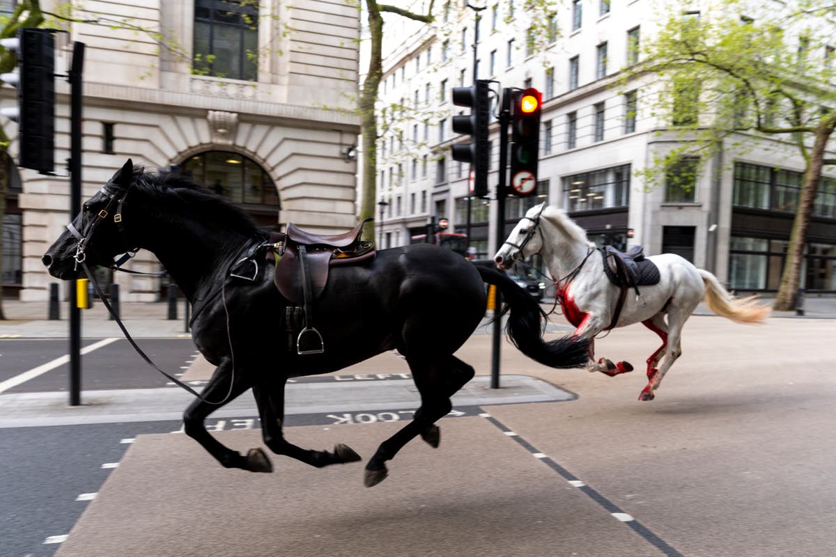 Blood-soaked Household Cavalry horses loose in central London injuring people and hitting cars Blood-soaked Household Cavalry horses loose in central London injuring people and hitting cars