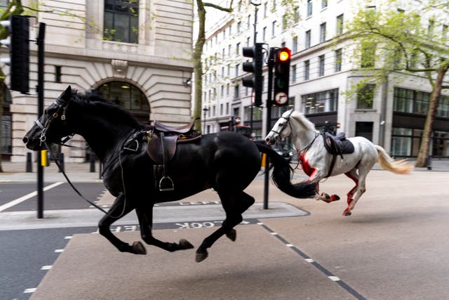<p>Two horses running loose in central London </p>