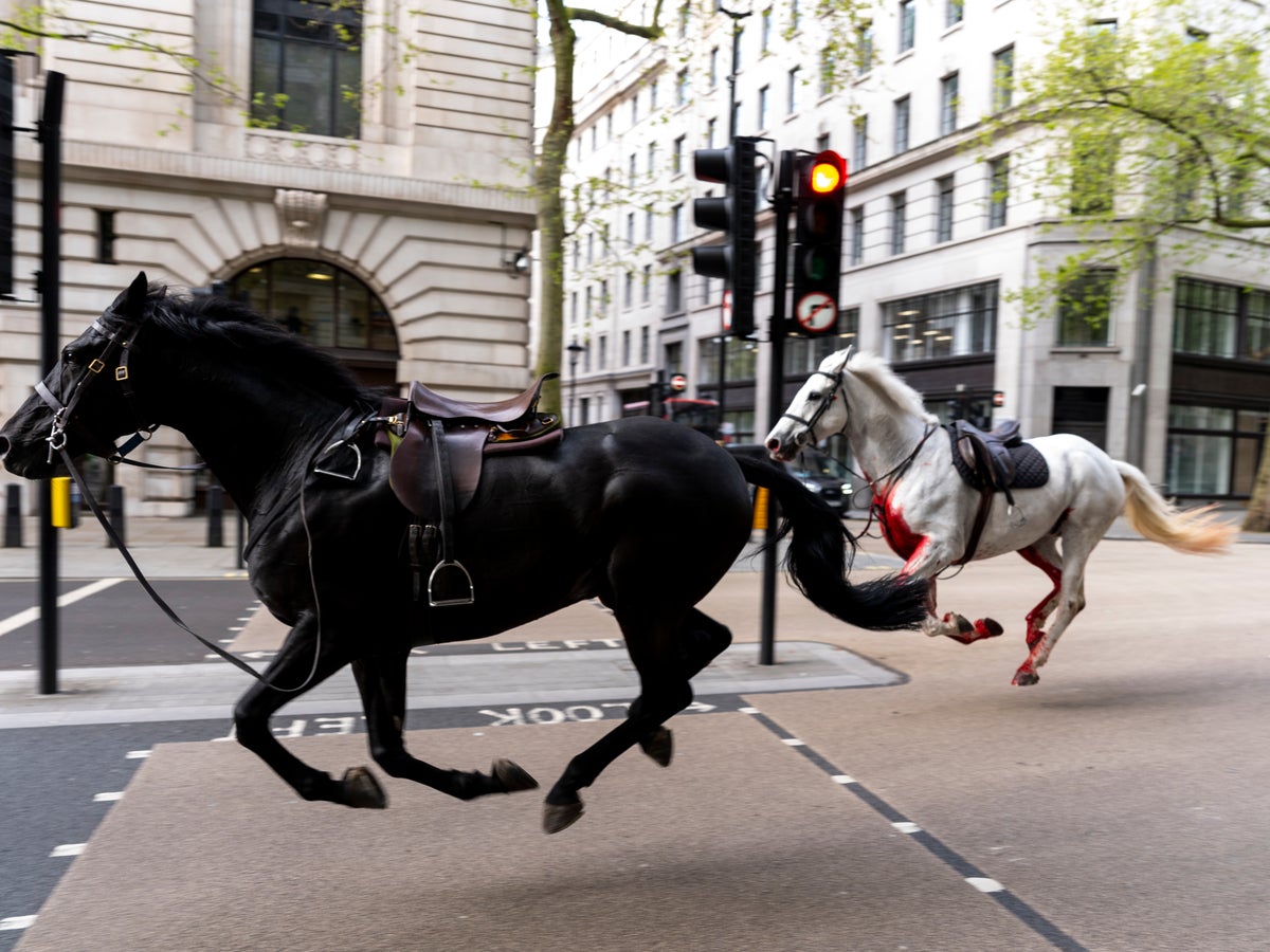 Blood-soaked Household Cavalry horses loose in central London injuring people and hitting cars | The Independent